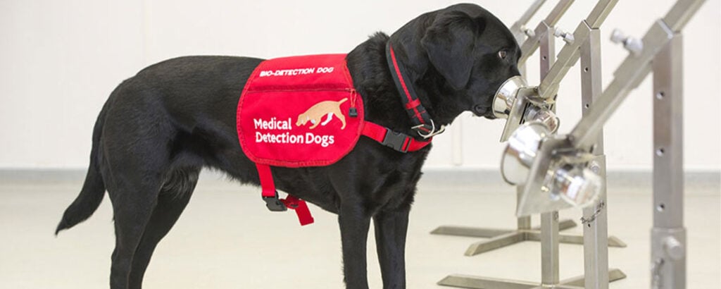 Medical detection dog